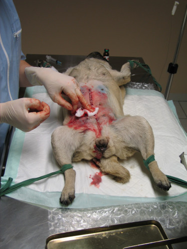 un chien 