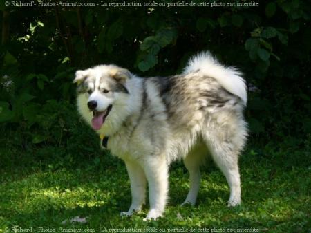 chien